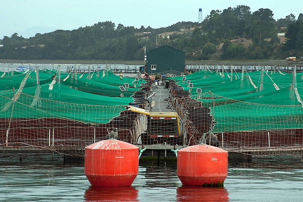 Salmoneras en áreas protegidas: Denuncian que la industria desafía las normas ambientales del país.