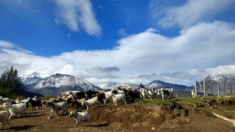 Programas Recuperación de Suelos y Fortalecimiento del Sector Caprino desarrollará Seremi de Agricultura con recursos del Gobierno Regional de Aysén