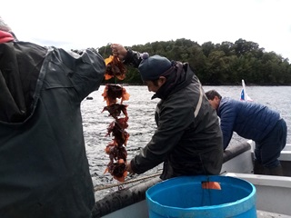 Abierta postulación al «Programa Estratégico y Fortalecimiento Organizacional 2023» para mejorar capacidad de gestión de la Pesca Artesanal