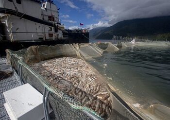 Día Nacional de las Áreas Protegidas: Comunidades exigen al gobierno liberar estos espacios de la industria salmonera