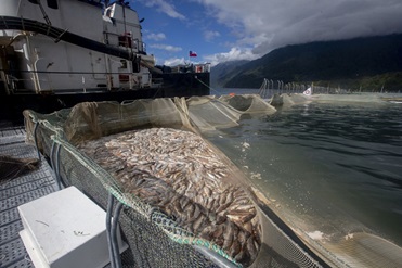 Día Nacional de las Áreas Protegidas: Comunidades exigen al gobierno liberar estos espacios de la industria salmonera