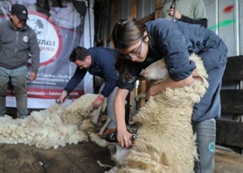 Jóvenes se Capacitan en Esquila Tally Hi y Uso de Lana en Aislación Térmica