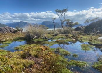 Se lanza importante libro científico sobre conservación y turismo realizado por autores chilenos y argentinos