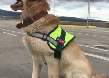 SAG recuerda requisitos para viajar con mascotas