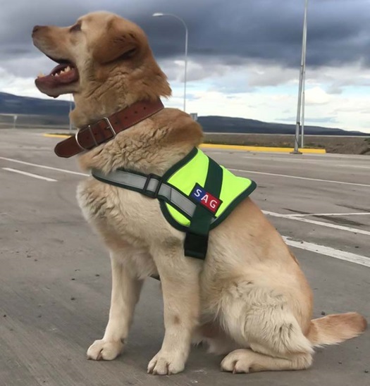 SAG recuerda requisitos para viajar con mascotas