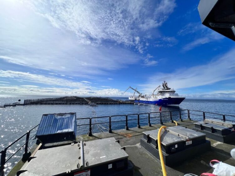 Floración de algas nocivas provoca muerte masiva de salmones en centros de la región de Aysén