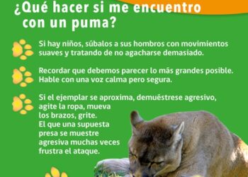 SAG trabaja en captura de puma herido en cercanías de Villa O’Higgins