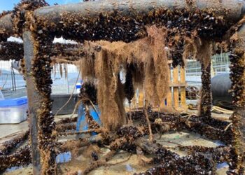 Innovadora tecnología de regeneración marina fue probada en fiordo de la Patagonia chilena