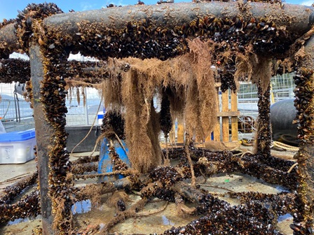 Innovadora tecnología de regeneración marina fue probada en fiordo de la Patagonia chilena