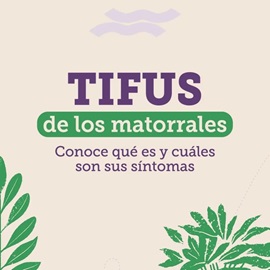 Seremi de Salud Confirma 3 Casos de Tifus de Matorrales en la Región de Aysén