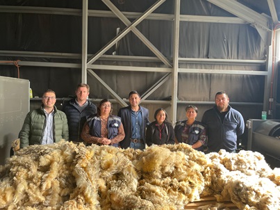 Diputado Calisto y AG Río Baker preocupados por mercado de la lana: hay 180 mil kilos que no se han podido comercializar