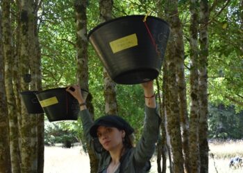 Saberes del bosque nativo Patagónico: la producción de semillas y su relación frente al clima