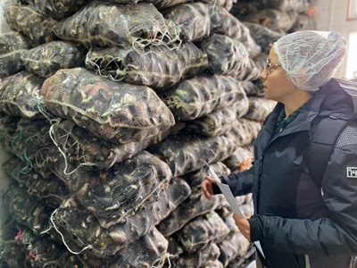 Salud realiza decomiso por más de 7 toneladas de mariscos que resultaron positivos a Marea Roja