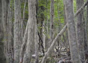 INFOR Patagonia destaca la importancia de los ecosistemas en el “Día Internacional de los bosques”