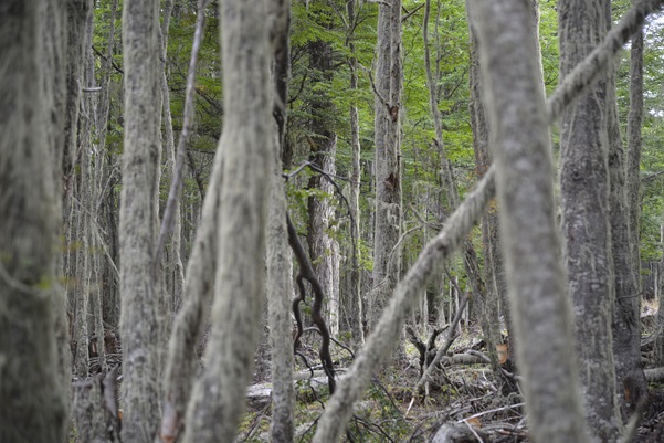 INFOR Patagonia destaca la importancia de los ecosistemas en el “Día Internacional de los bosques”