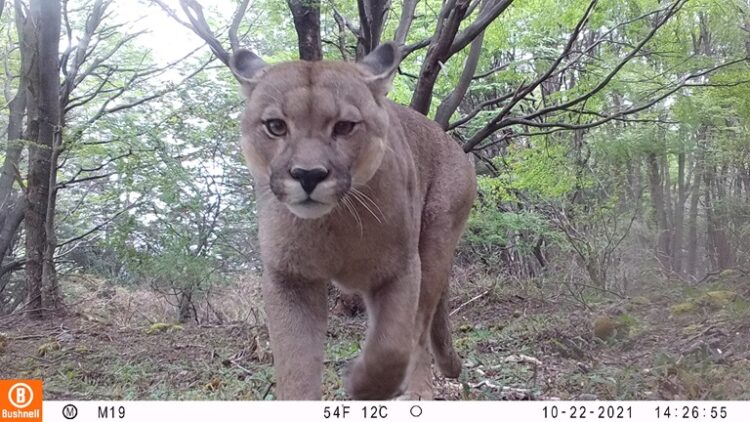 Chile estrena la plataforma de fotomonitoreo en áreas protegidas más grande del mundo