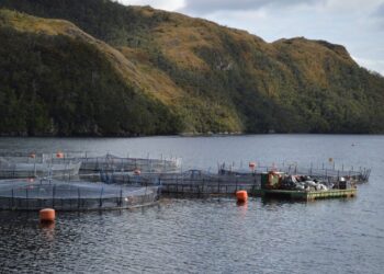 Seguimiento de Ciclos Productivos: SMA realiza segunda notificación masiva del año a 255 Centros de Engorda de Salmones