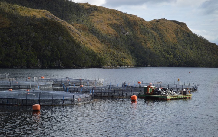 Seguimiento de Ciclos Productivos: SMA realiza segunda notificación masiva del año a 255 Centros de Engorda de Salmones