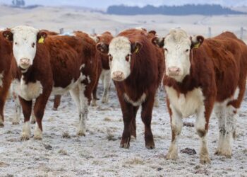 SAG Aysén extiende el llamado a mantener vigente la Declaración Anual de Existencia Animal