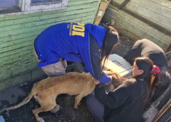PDI rescata dos perros galgos tras denuncia de maltrato animal