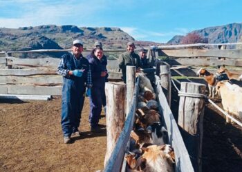 INDAP Aysén destina 25 millones para apoyar a productores caprinos en Río Ibáñez a través del Programa de Desarrollo de Inversiones