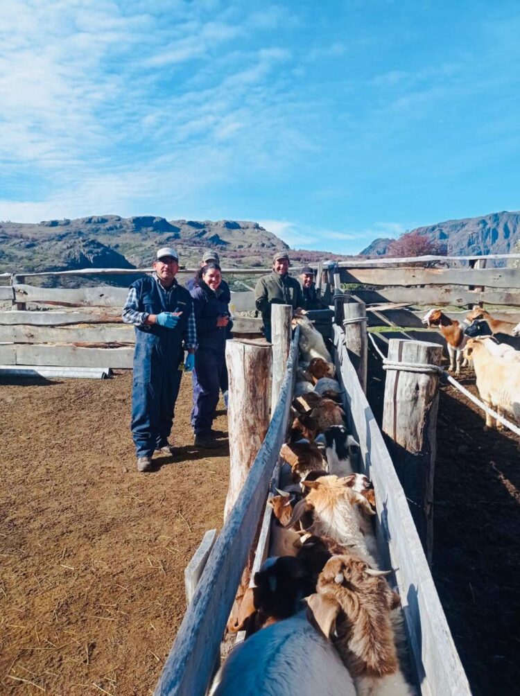 INDAP Aysén destina 25 millones para apoyar a productores caprinos en Río Ibáñez a través del Programa de Desarrollo de Inversiones