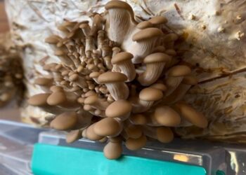 Proyecto FIA-INFOR promueve cultivo de hongos comestibles con emprendedores de Aysén
