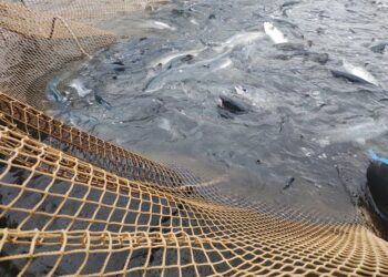 Empresa salmonera fue sancionada por infringir monitoreo de virus ISA en planta de cultivo en Aysén