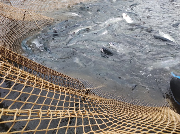Empresa salmonera fue sancionada por infringir monitoreo de virus ISA en planta de cultivo en Aysén