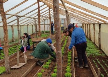 PRODUCTORES FRUTÍCOLAS DE LAGO VERDE Y LA JUNTA MEJORAN SUS CULTIVOS CON APOYO DE INDAP
