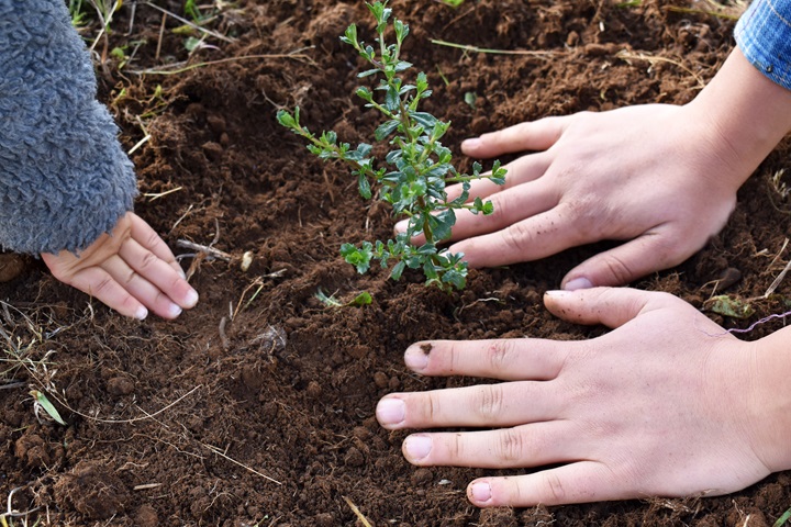 Menos cemento, más plantas: Naturaleza Pública invita a una plantación comunitaria en Coyhaique