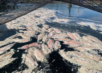 Empresa salmonera es condenada en carácter de reincidente al pago de una multa millonaria