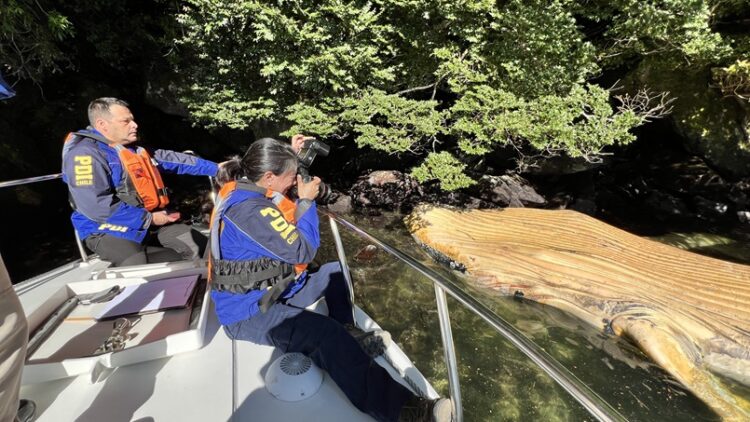 PDI REALIZA PERITAJES POR BALLENA MUERTA EN CERCANÍAS DE CENTRO DE CULTIVO UBICADO EN PARQUE NACIONAL LAGUNA SAN RAFAEL