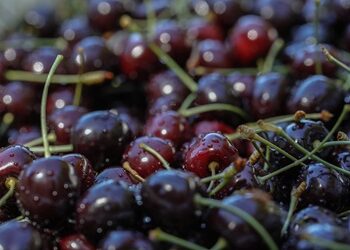Cerezas en Chile Chico: investigación, producción y comercialización que da frutos