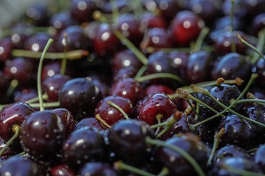 Cerezas en Chile Chico: investigación, producción y comercialización que da frutos