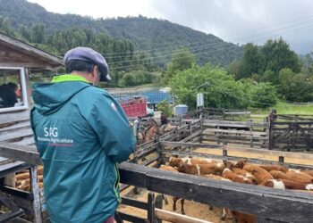 Declaración de Existencia Animal del SAG ahora podrá realizarse durante todo el año