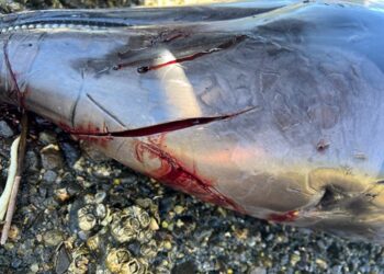 Sernapesca presentó nueva denuncia por maltrato animal, esta vez por un delfín chileno