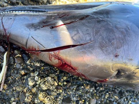 Sernapesca presentó nueva denuncia por maltrato animal, esta vez por un delfín chileno