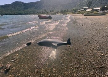 Tras recibir resultados de necropsia, Sernapesca presentó querella por intervención de terceros en muerte de delfín chileno