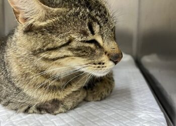 Veterinaria Comunitaria inició proceso para esterilizar más de mil perros y gatos en Coyhaique