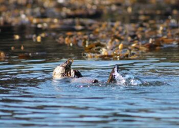 Industria salmonera y especies en peligro: Científicos alertan sobre su impacto en la fauna marina de Chile