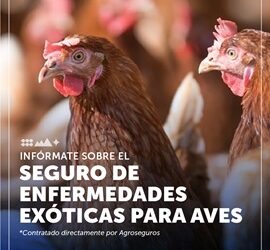 INDAP AYSÉN INFORMA SOBRE SEGURO DE ENFERMEDADES EXÓTICAS EN AVES PARA PROTEGER A PRODUCTORES AVÍCOLAS FRENTE A LA INFLUENZA AVIAR