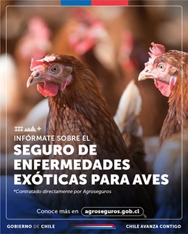 INDAP AYSÉN INFORMA SOBRE SEGURO DE ENFERMEDADES EXÓTICAS EN AVES PARA PROTEGER A PRODUCTORES AVÍCOLAS FRENTE A LA INFLUENZA AVIAR