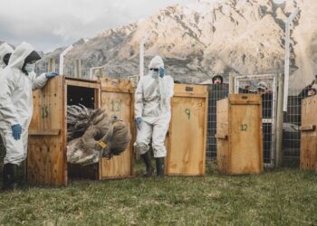 Argentina y Chile hacen historia con la primera translocación binacional de fauna silvestre
