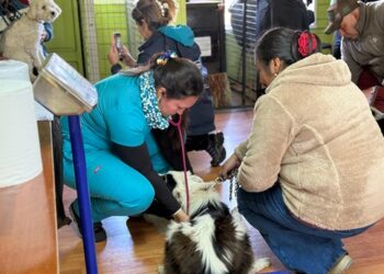 Municipio lanzó nueva fecha para Operativo Masivo de esterilización de mascotas