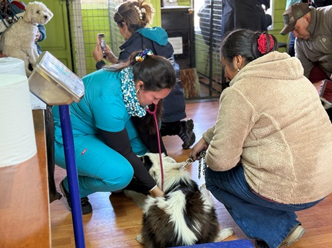 Municipio lanzó nueva fecha para Operativo Masivo de esterilización de mascotas