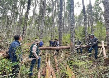 CONAF Aysén se reúne con consultores forestales para fortalecer gestión forestal en la región