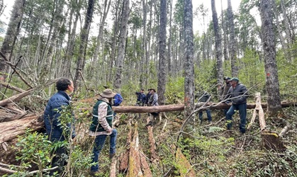 CONAF Aysén se reúne con consultores forestales para fortalecer gestión forestal en la región