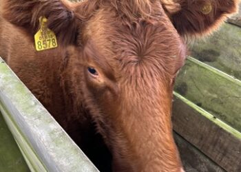 Si compras DIIO o aretes para tus animales, no olvides tu Declaración de Existencia Animal