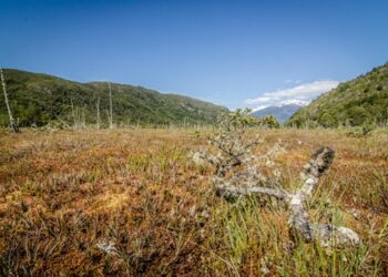 Turberas: un tesoro escondido en la Patagonia